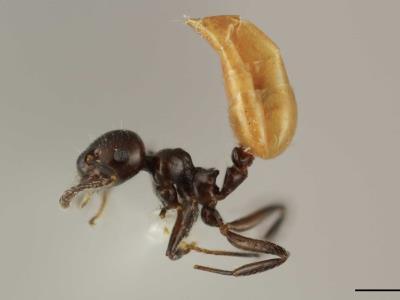describen-nueva-especie-de-hormiga-unica-del-caribe