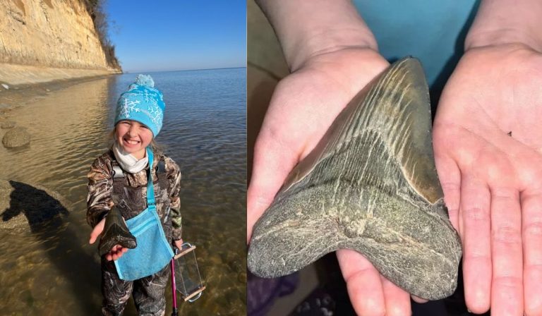 nina-de-9-anos-recibe-un-kit-para-buscar-fosiles-en-navidad,-y-en-media-hora-encuentra-un-diente-de-megalodon-de-hace-20-millones-de-anos