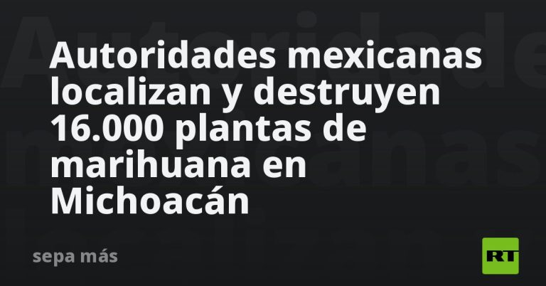 autoridades-mexicanas-localizan-y-destruyen-16.000-plantas-de-marihuana-en-michoacan