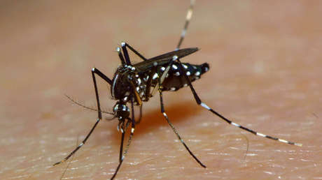 emplean-mosquitos-modificados-para-administrar-vacunas