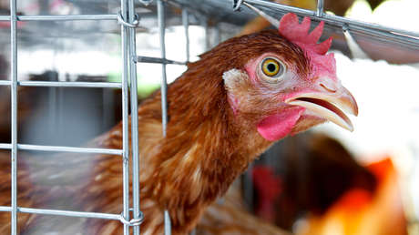 ecuador-confirma-el-primer-caso-de-gripe-aviar-en-humanos