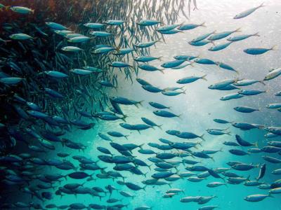 tamano-de-peces-amenazado-por-calentamiento-del-mar