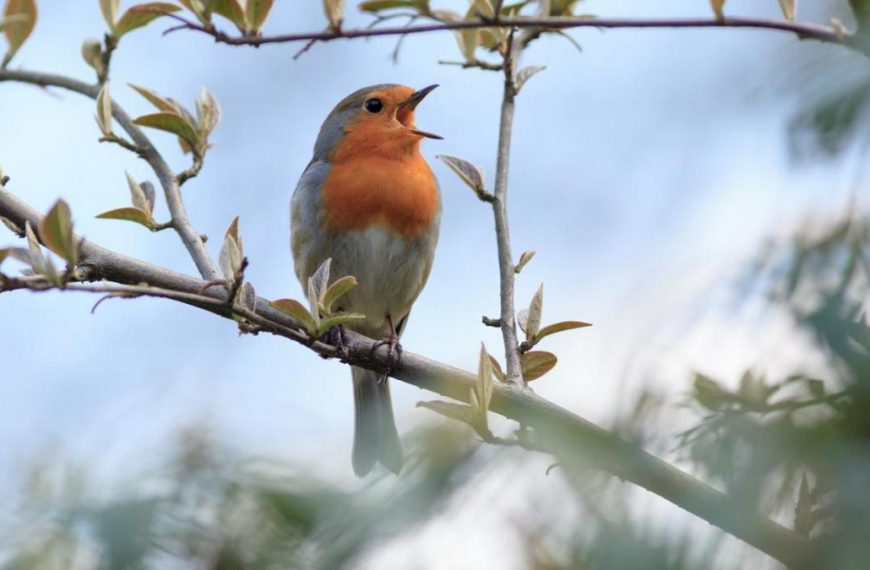Escuchar el canto de los pájaros reduce la ansiedad y los pensamientos paranoicos