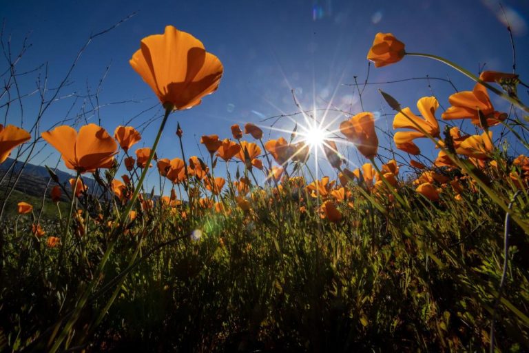 photos:-don’t-come.-you-could-be-arrested-|-lake-elsinore-closes-access-to-latest-poppy-‘superbloom’