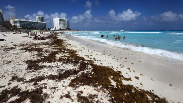 Cancún: el sargazo descompuesto mata a los huevos de tortugas