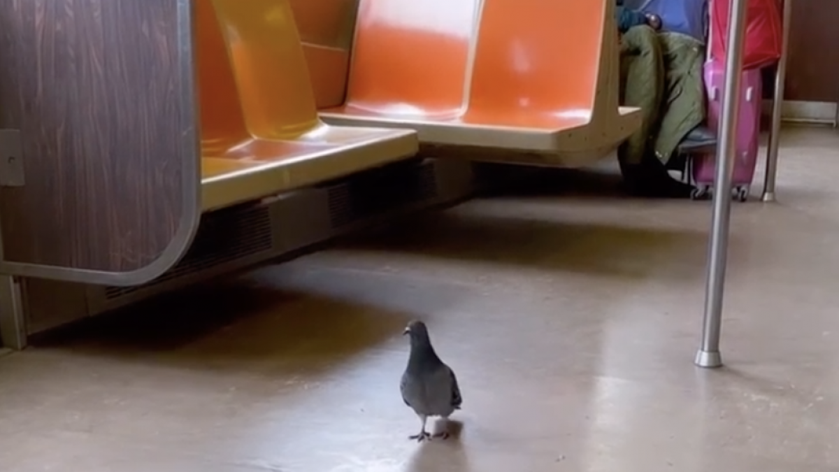 una-paloma-se-hace-viral-por-su-naturalidad-para-viajar-en-metro:-«se-nota-que-no-es-su-primera-vez»