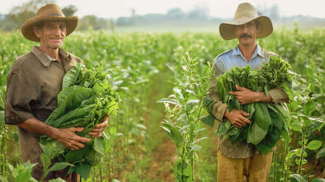 la-oms-llama-a-reducir-los-cultivos-de-tabaco-y-a-reemplazarlos-por-alimentos