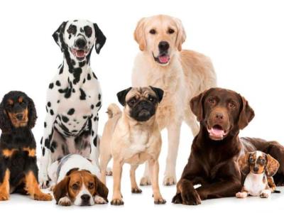 dia-mundial-del-perro:-¿cual-es-la-raza-que-mejor-va-contigo?