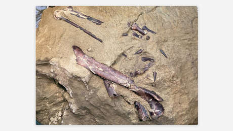 encuentran-en-rusia-los-restos-de-un-dinosaurio-carnivoro-del-cretacico