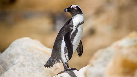 los-pinguinos-africanos-podrian-extinguirse-para-2035