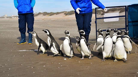 video:-pinguinos-rescatados-del-plastico-y-el-petroleo-regresan-al-mar-en-argentina