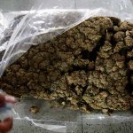 incautan-mas-de-3,1-toneladas-de-marihuana-de-las-disidencias-de-las-farc-en-colombia