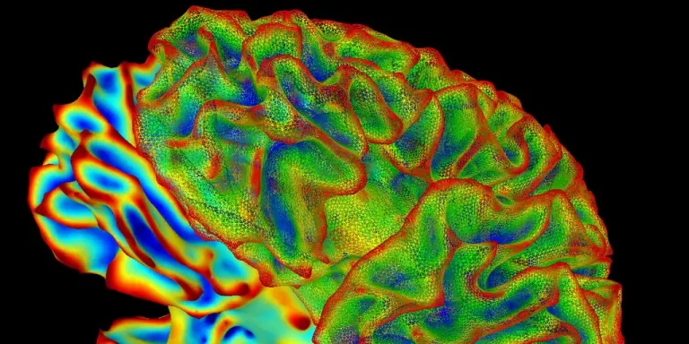 el-primer-atlas-del-cerebro-humano-explica-que-nos-hace-humanos
