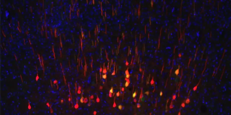 este-biomarcador-predice-que-neuronas-se-regeneraran