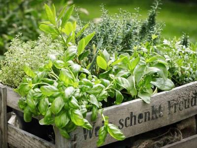 pasos-para-cultivar-un-jardin-de-hierbas-en-casa
