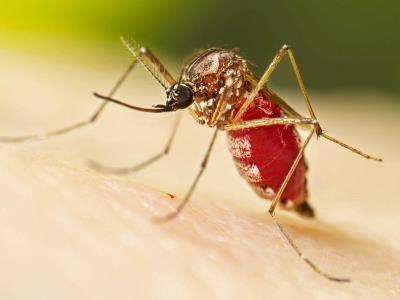 arbovirosis-o-enfermedades-transmitidas-por-artropodos:-mosquitos-y-garrapatas