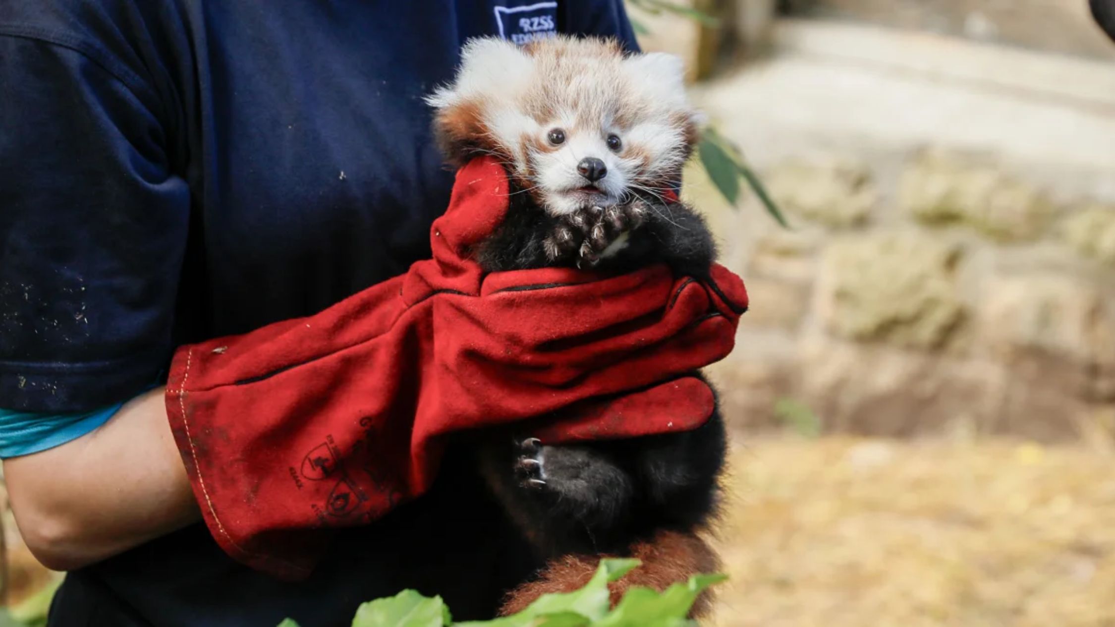 muere-un-bebe-panda-rojo-por-el-estres-causado-por-fuegos-artificiales,-dice-el-zoologico-de-edimburgo