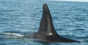 la-ingeniosa-tecnica-de-‘moctezuma’-y-su-banda-de-orcas-para-cazar-tiburones-ballena-en-mexico