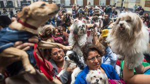 proponen-en-peru-ley-de-licencia-laboral-por-muerte-de-mascotas