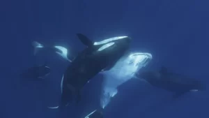 imagenes-revelan-como-un-grupo-de-orcas-caza-al-pez-mas-grande-del-mundo