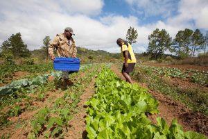 mitur-y-la-fao-abordan-desafios-de-produccion-para-proyecto-turistico-de-pedernales