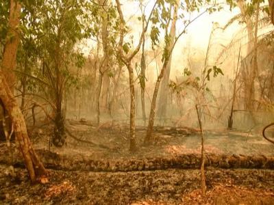 destruccion-de-bosques-tropicales:-impacto-en-brasil