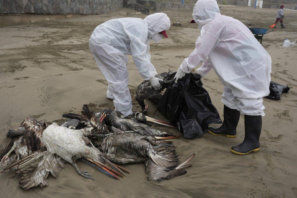 un-equipo-de-cientificos-de-chile-investiga-el-contagio-de-gripe-aviar-en-mamiferos