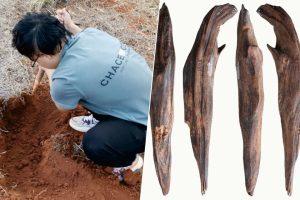 hemos-encontrado-herramientas-de-hace-300000-anos-en-china.-y-ponen-patas-arriba-lo-que-creiamos-sobre-la-paleodieta