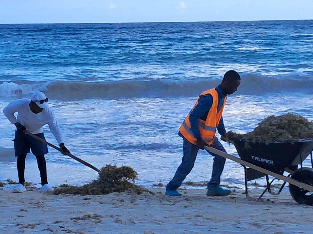 baja-el-sargazo-en-punta-cana