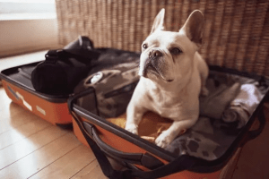 hodelpa-nicolas-de-ovando-presenta-su-nueva-propuesta-pet-friendly