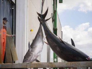 ¿por-que-la-ciencia-aconseja-que-comas-atun?