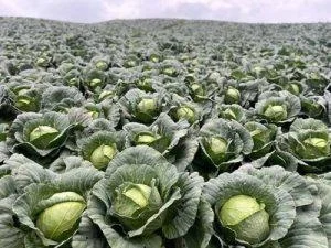 intervencion-del-gobierno-solicitada-por-agricultores-de-constanza