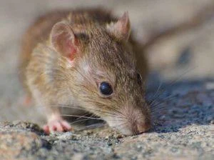 casos-positivos-de-leptospirosis-superan-el-doble-que-en-2025