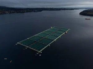 la-industria-chilena-del-salmon-arrastra-una-alta-tasa-de-muertes-de-buzos-y-trabajadores