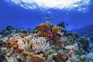fundacion-puntacana-lanzara-proyecto-sostenible-«puntacana-circular»