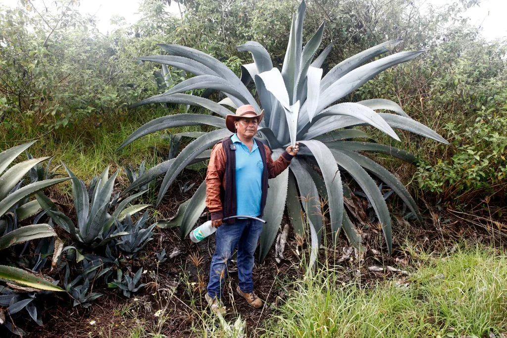 chawarmishqui:-la-savia-del-agave-en-ecuador-que-resiste-como-tradicion-prehispanica