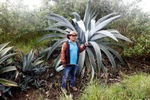 chawarmishqui:-la-savia-del-agave-en-ecuador-que-resiste-como-tradicion-prehispanica